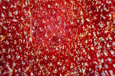 Mor çiçek yaprak hücrelerinin mikroskop görüntüsü.