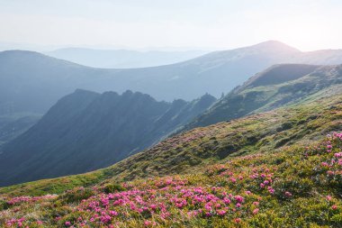 Rododendronlar dağlarda güzel bir yerde çiçek açarlar. Dağlarda çiçekler. Güneşli bir yaz gününde dağlarda çiçek açan rhododendronlar. Dramatik sıradışı sahne. Karpatlar, Ukrayna.