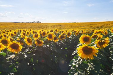 Bulutlu mavi gökyüzü ve parlak güneş ışıkları üzerinde ayçiçeği tarlası