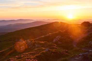 Rododendronlar dağlarda güzel bir yerde çiçek açarlar. Güzel gün batımı. Güneşli bir yaz gününde dağlarda çiçek açan rhododendronlar. Dramatik sıradışı sahne. Karpatlar, Ukrayna.