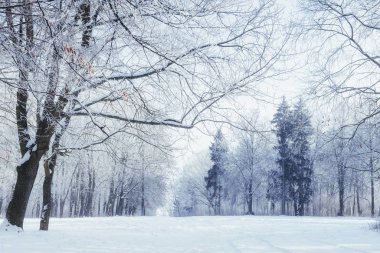 Ağaçlar soğuk kış günü ve kar.