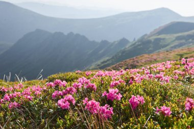 Rododendronlar dağlarda güzel bir yerde çiçek açarlar. Dağlarda çiçekler. Güneşli bir yaz gününde dağlarda çiçek açan rhododendronlar. Dramatik sıradışı sahne. Karpatlar, Ukrayna.