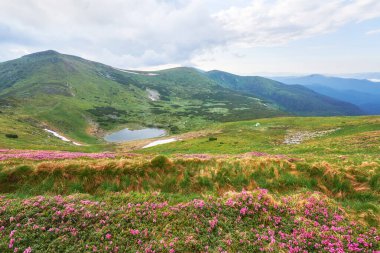 Rododendronlar dağlarda güzel bir yerde çiçek açarlar. Dağlarda çiçekler. Güneşli bir yaz gününde dağlarda çiçek açan rhododendronlar. Dramatik sıradışı sahne. Karpatlar, Ukrayna.