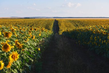 Yaz manzara ayçiçeği, patikadan bir alanla.