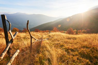 Sonbahar mevsimi boyunca güneşli bir öğleden sonra huş ağacı ormanı. Sonbahar manzarası. Ukrayna.