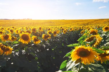 Bulutlu mavi gökyüzü ve parlak güneş ışıkları üzerinde ayçiçeği tarlası
