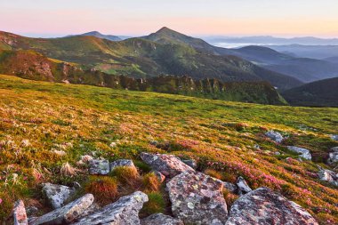 Rododendronlar dağlarda güzel bir yerde çiçek açarlar. Güzel gün batımı. Güneşli bir yaz gününde dağlarda çiçek açan rhododendronlar. Dramatik sıradışı sahne. Karpatlar, Ukrayna.