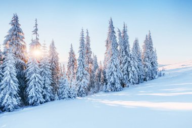Fantastik kış manzarası. Sihirli günbatımı soğuk günde dağlarda. Tatil arifesinde. Dramatik sahne. Karpat, Ukrayna, Avrupa. Yeni Yılınız Kutlu Olsun.