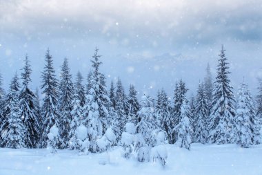 Kışın gizemli kış manzara görkemli dağlar. Sihirli kış kar kaplı ağaç. Fotoğraf tebrik kartı. Bokeh ışık efekti, yumuşak filtre. Karpat. Ukrayna. Europe.