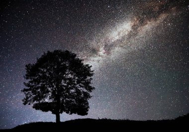 Gece yıldızlı gökyüzü ve tepedeki ağaç siluetiyle manzara. Yalnız ağaçlı, kayan yıldızlı Samanyolu. Evren