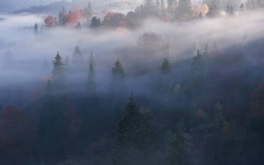 Dağ yamacındaki puslu kayın ormanları doğal koruma altında. Mekan Karpatlar, Ukrayna, Avrupa. Güzellik dünyasını keşfedin.