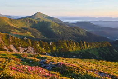 Rododendronlar dağlarda güzel bir yerde çiçek açarlar. Güzel gün batımı. Güneşli bir yaz gününde dağlarda çiçek açan rhododendronlar. Dramatik sıradışı sahne. Karpatlar, Ukrayna.