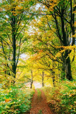 Altın sabah güneşi yeşil çimenlerin üzerinde sonbaharda ışınları. Güzel doğa arka plan.