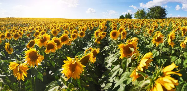 Zonnebloemenveld Boven Bewolkte Blauwe Lucht Felle Zonnelampen — Stockfoto