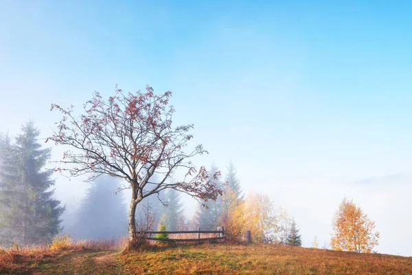 Las Brzozowy Słoneczne Popołudnie Podczas Jesiennego Sezonu Jesienny Krajobraz Miejsce — Zdjęcie stockowe