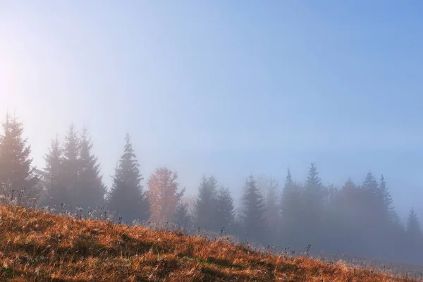 Krásné Ranní Mlhy Slunečních Paprsků Horském Svahu Podzimním Borovém Lese — Stock fotografie