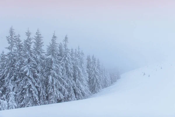 Fantástico Paisaje Invernal Víspera Las Vacaciones Escena Dramática Cárpatos Ucrania —  Fotos de Stock