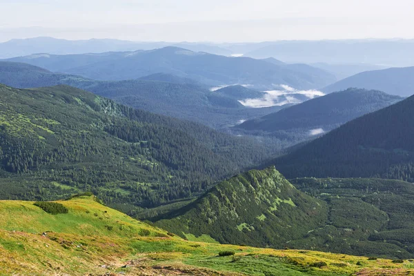 杜鹃在山上美丽的地方盛开 群山中的花朵 夏日阳光明媚 群山中盛开的杜鹃 戏剧化的不寻常场面 乌克兰喀尔巴阡山 — 图库照片