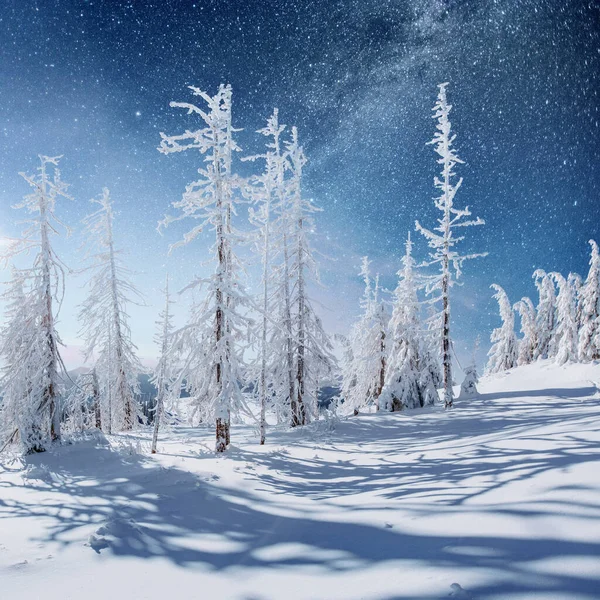Kış Ormanda Süt Uzay Yolu Dramatik Güzel Sahne Tatil Beklentisiyle — Stok fotoğraf