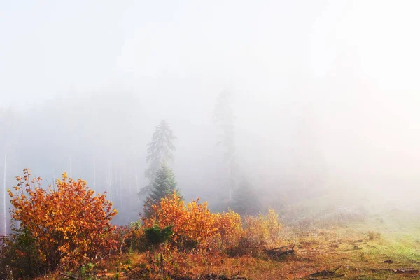 Morning fog creeps with scraps over autumn mountain forest covered in gold leaves.