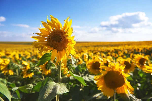 Zonnebloemenveld Boven Bewolkte Blauwe Lucht Felle Zonnelampen — Stockfoto