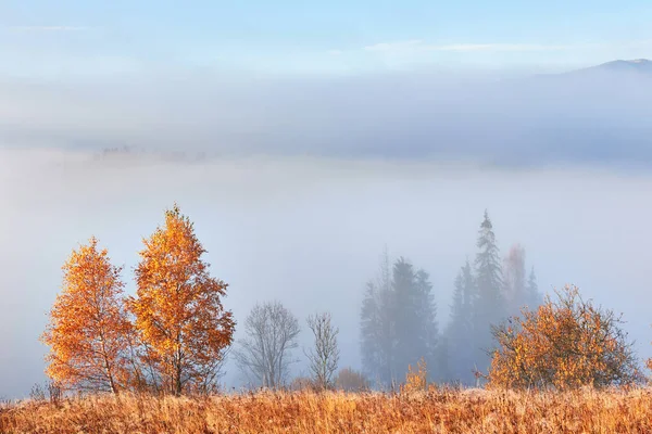 Majestuoso Paisaje Con Árboles Otoñales Bosque Brumoso Cárpatos Ucrania Europa — Foto de Stock