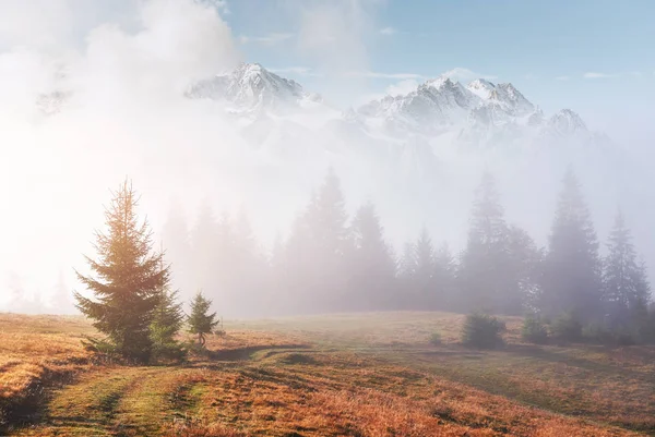 Утренний Туман Ползает Осеннему Горному Лесу Покрытому Золотыми Листьями Снежные — стоковое фото