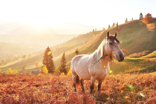 Weiße Arabische Pferde Grasen Bei Sonnenuntergang Orangefarbenen Sonnenstrahlen Berghang Karpaten — Stockfoto