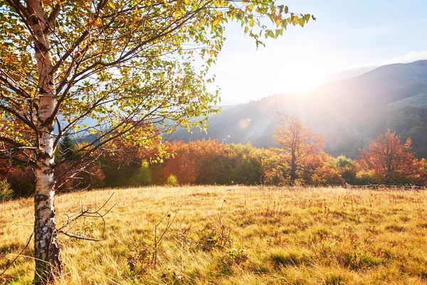 高原植生のささやかな夏と秋 寒い気候の前に異常に美しい色の花 ブルーベリー明るい赤 針葉樹の森の緑 オレンジ北山 Sinie 素晴れらしい魅力 — ストック写真
