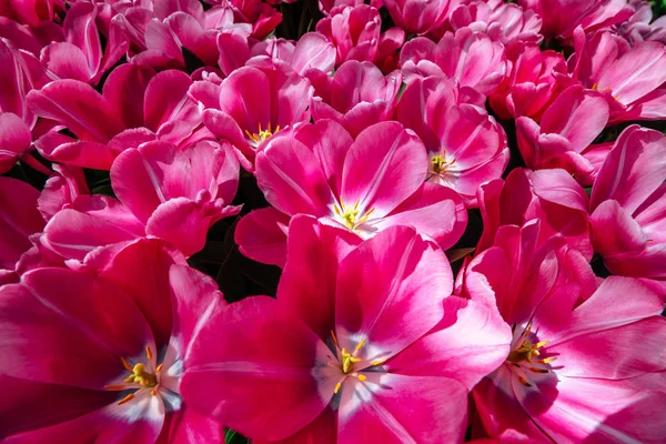 Grupp Rosa Tulpaner Mot Himlen Vårlandskap Nederländerna — Stockfoto