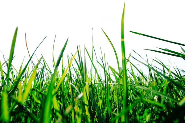 Bright Spring Green Grass Sun — Stok fotoğraf