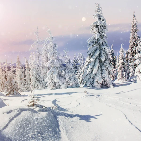 冬季景观树和篱笆的白霜 一些软的亮点与雪背景片 — 图库照片