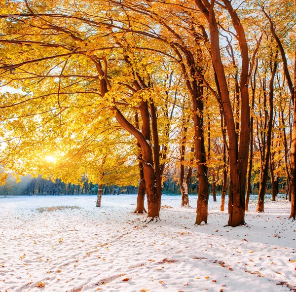 日光は冬の初期の頃の木の紅葉を突破します — ストック写真