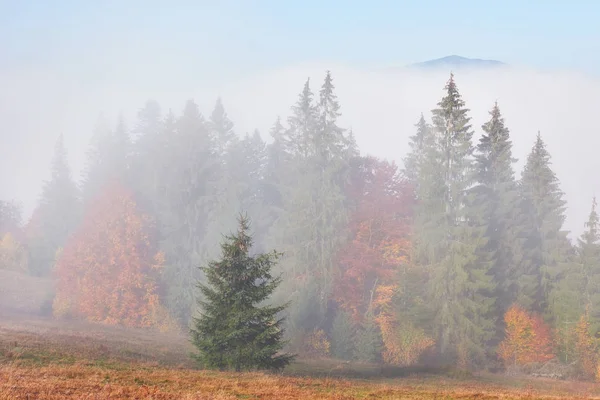 Beautiful Morning Fog Sunbeams Mountain Slope Autumn Pine Forest — Stock Photo, Image