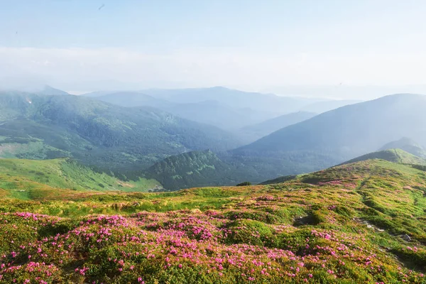 杜鹃在山上美丽的地方盛开 雾和低云 夏日阳光明媚 群山中盛开的杜鹃 戏剧化的不寻常场面 乌克兰喀尔巴阡山 — 图库照片