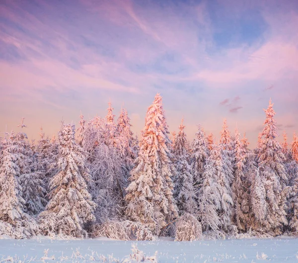 Árbol Cubierto Nieve Mágico Invierno Paisaje Invierno — Foto de Stock