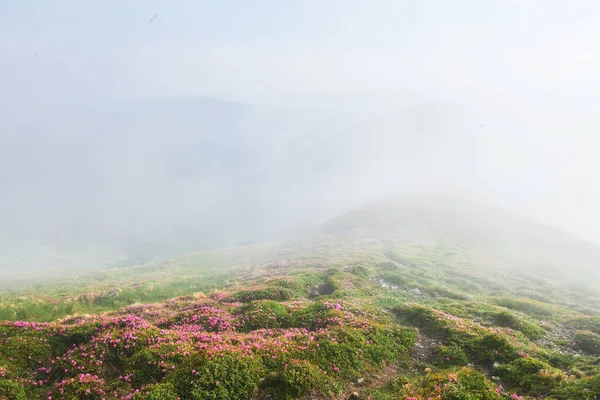 杜鹃在山上美丽的地方盛开 雾和低云 夏日阳光明媚 群山中盛开的杜鹃 戏剧化的不寻常场面 乌克兰喀尔巴阡山 — 图库照片