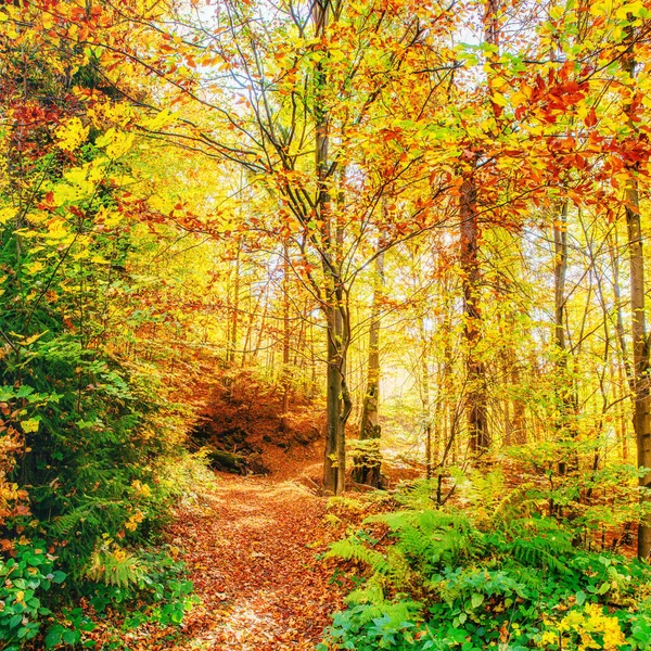 Piękny Widok Las Słoneczny Dzień Jesienny Krajobraz Karpaty Ukraina Europa — Zdjęcie stockowe