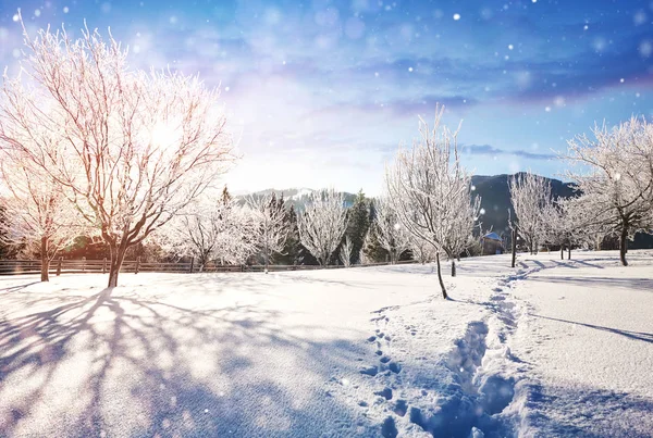 Winter Landscape Trees Fence Hoarfrost Background Some Soft Highlights Snow — Stock Photo, Image