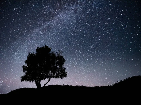 Gece yıldızlı gökyüzü ve tepedeki ağaç siluetiyle manzara. Yalnız ağaçlı, kayan yıldızlı Samanyolu. Evren