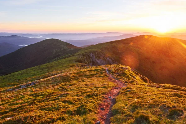 Rhododendrons Fleurissent Dans Bel Endroit Dans Les Montagnes Beau Coucher — Photo