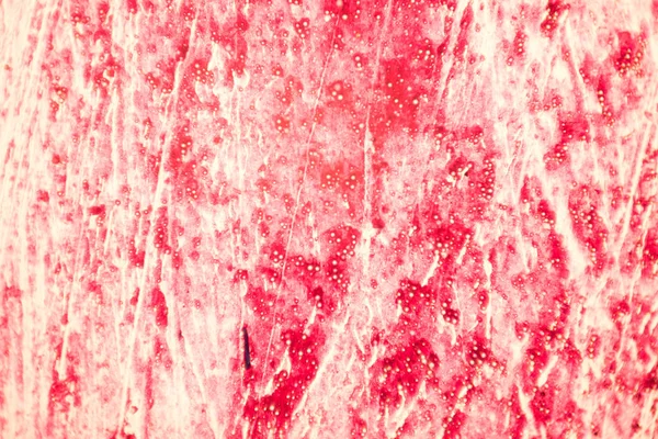 Поперечное Сечение Тканей Человека Микроскопом Медицинская Концепция — стоковое фото