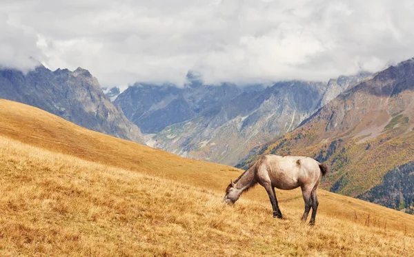 Cavalo Pastoreio Pasto Pasto Paisagem Verão Vista Lateral — Fotografia de Stock