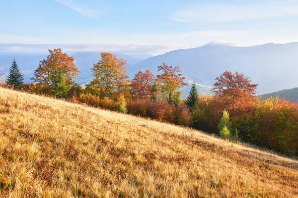 Highland Vegetatie Bescheiden Zomer Ongewoon Prachtige Kleuren Bloemen Herfst Voor — Stockfoto