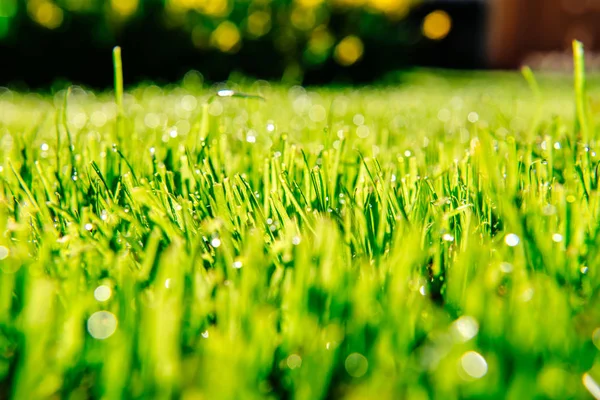 Sluiten Van Verse Dikke Gras Ochtend — Stockfoto