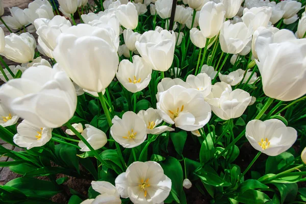 Beautiful White Tulips Flowerbed Closeup Flower Background Summer Garden Landscape — Stock Photo, Image