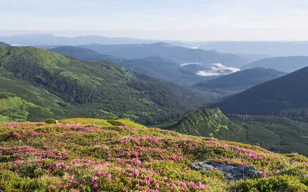 杜鹃在山上美丽的地方盛开 群山中的花朵 夏日阳光明媚 群山中盛开的杜鹃 戏剧化的不寻常场面 乌克兰喀尔巴阡山 — 图库照片