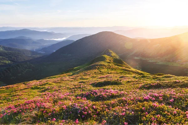 杜鹃在山上美丽的地方盛开 美丽的日落 夏日阳光明媚 群山中盛开的杜鹃 戏剧化的不寻常场面 乌克兰喀尔巴阡山 — 图库照片