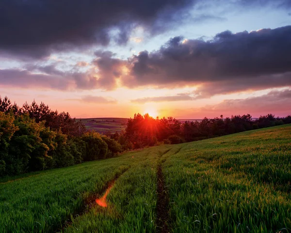 Voorjaar Landschap Groen Veld Van Hoog Gras Schilderachtige Zonsondergang — Stockfoto