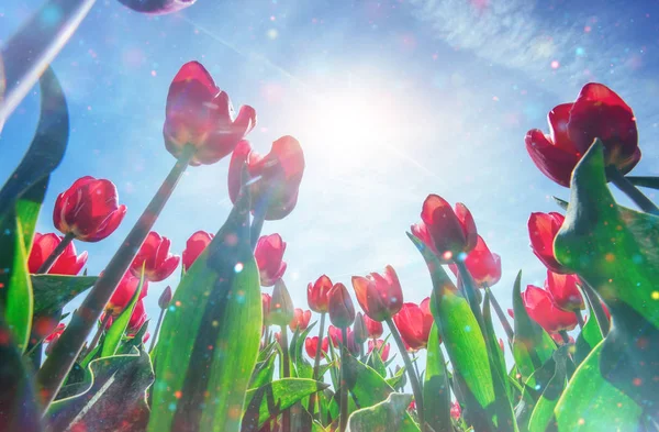 Vackra Röda Tulpan Område Nederländerna Fantastiskt Evenemang Med Moln Holland — Stockfoto